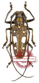 Batocera celebiana ssp.