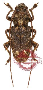 Lamiinae sp. 15