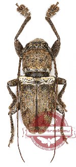 Lamiinae sp. 11A (A2)