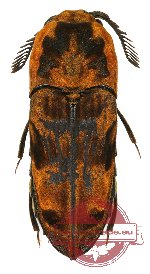 Eucnemidae sp. 3 (A2)