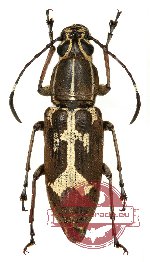 Xenocerus sp. 4