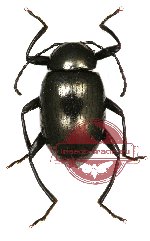 Tenebrionidae sp. 49 (2 pcs)