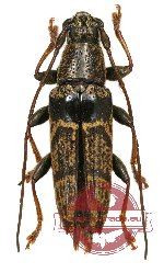 Tmesisternus sp. 5 (A-)