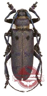 Diastocera wallichi dalatensis (A2)