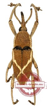 Curculionidae sp. 56 (2 pcs)