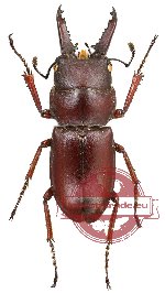 Prosopocoilus maclellandi ssp.? (A2)