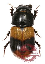 Aphodius elegans