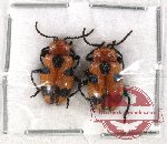 Scientific lot no. 158 Chrysomelidae (2 pcs)