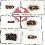 Scientific lot no. 154 Chrysomelidae (46 pcs)