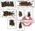 Scientific lot no. 24 Meloidae (14 pcs)