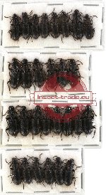 Scientific lot no. 2 Paussidae (Pseudozaena sp.) (28 pcs)