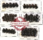 Scientific lot no. 208 Coprophaga (48 pcs)