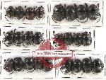 Scientific lot no. 217 Coprophaga (Gymnopleurus) (25 pcs)