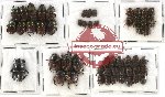 Scientific lot no. 212 Coprophaga (53 pcs)