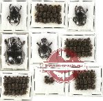 Scientific lot no. 222 Coprophaga (81 pcs)