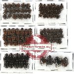 Scientific lot no. 198 Coprophaga (92 pcs)