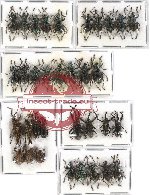 Scientific lot no. 179 Curculionidae (34 pcs)