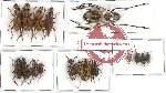 Scientific lot no. 155 Anthribidae (17 pcs)