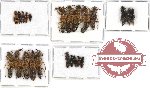 Scientific lot no. 58 Staphylinidae (22 pcs)