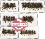 Scientific lot no. 20 Cleridae (40 pcs)