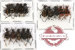 Scientific lot no. 1 Trichiinae (15 pcs A-, A2)