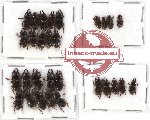 Scientific lot no. 9 Lucanidae (29 pcs)