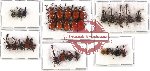 Scientific lot no. 15 Attelabidae (32 pcs - 5 pcs A2)