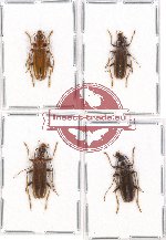 Scientific lot no. 3 Oedemeridae (4 pcs - 1 pc A2)