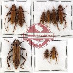 Scientific lot no. 54 Cerambycidae (9 pcs - 2 pcs A2)