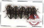 Scientific lot no. 24 Buprestidae (Chrysobothris purpureicollis) (5 pcs A-, A2)