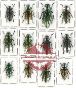 Scientific lot no. 23 Buprestidae (12 pcs A-, A2)