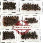 Scientific lot no. 202 Coprophaga (95 pcs)