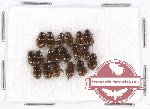 Scientific lot no. 219 Coprophaga (Aphodiini) (19 pcs)