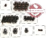 Scientific lot no. 214 Coprophaga (31 pcs)