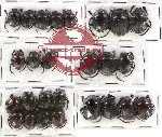 Scientific lot no. 216 Coprophaga (Gymnopleurus) (26 pcs)