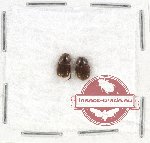 Scientific lot no. 220 Coprophaga (Sinaphodius sp.) (2 pcs)