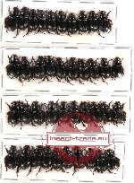 Hybosorinae sc. lot no. 26 (40 pcs)