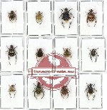 Scientific lot no. 16 Hopliinae (12 pcs)