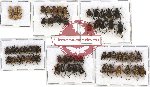 Scientific lot no. 26 Hopliinae (64 pcs)