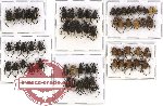 Scientific lot no. 25 Hopliinae (60 pcs)