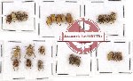 Scientific lot no. 18 Hopliinae (23 pcs)