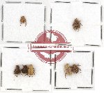 Scientific lot no. 20 Hopliinae (7 pcs)