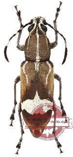 Anthribidae sp. 8