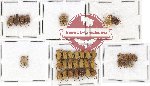 Scientific lot no. 23 Hopliinae (36 pcs)