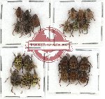 Scientific lot no. 22 Hopliinae (22 pcs)