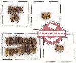 Scientific lot no. 19 Hopliinae (24 pcs)