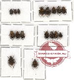 Scientific lot no. 17 Valginae (17 pcs)