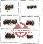 Scientific lot no. 12 Valginae (22 pcs - 3 pcs A2)