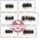 Scientific lot no. 16 Valginae (22 pcs - 7 pcs A2)