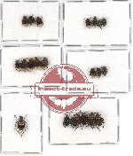 Scientific lot no. 15 Valginae (21 pcs - 5 pcs A2)